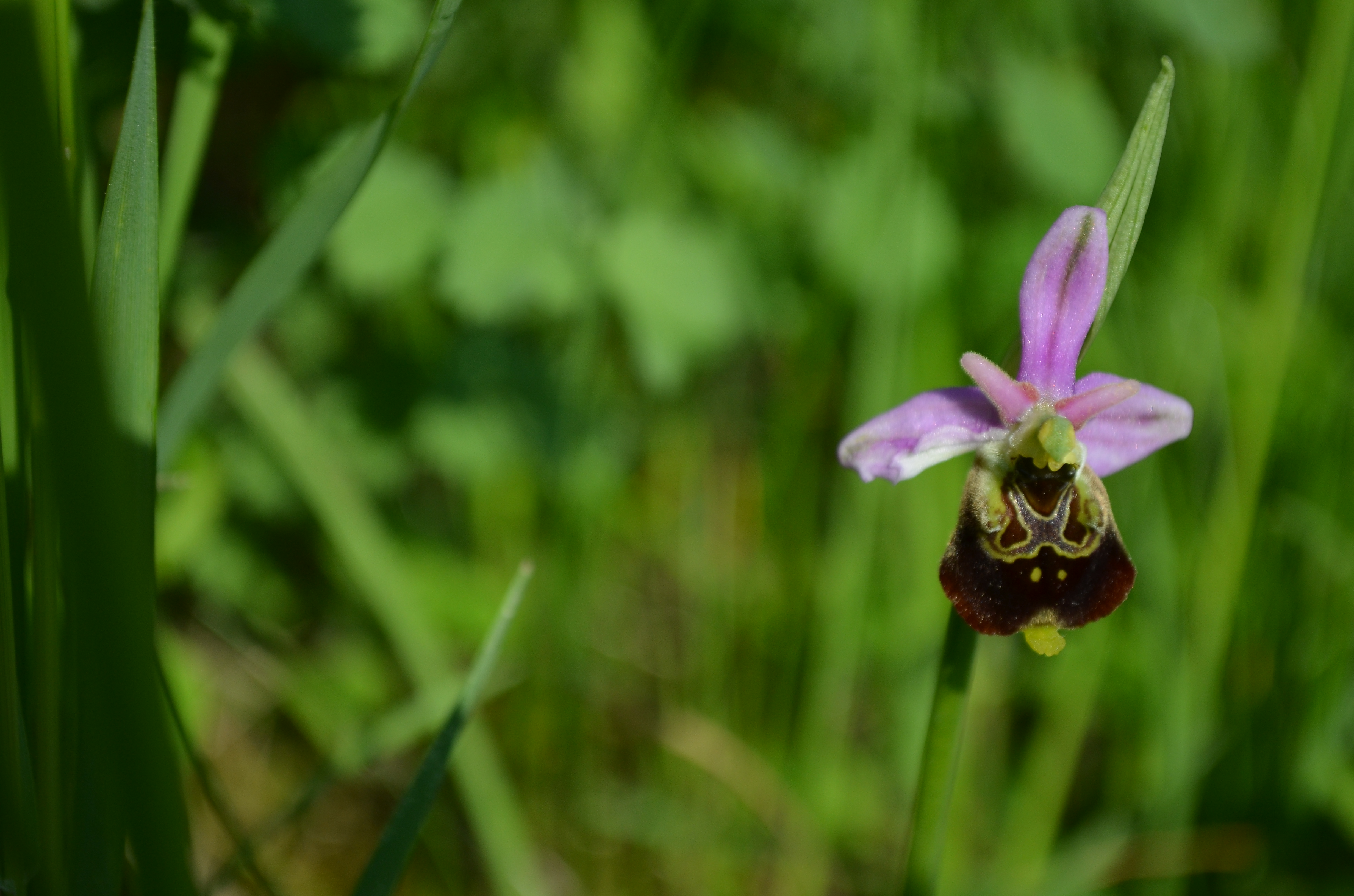 Ophrys bourdon Maison de la Forêt